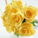 7 прекрасных желтых роз