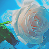 Белая роза на голубом фоне