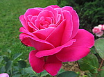 Роза необыкновенно красивого цвета