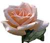 Розовая роза большая