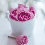 Розовые розы в белой чашке