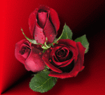 Красные розы три