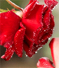 Губы и красная роза