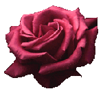 Бордовая роза крупная