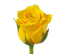 Прекрасная желтая роза