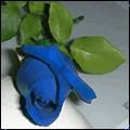 Синяя роза лежит