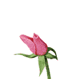 Бутон распускающейся розовой розы