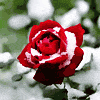 Алая роза под снегом