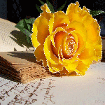 Жёлтая роза и книга