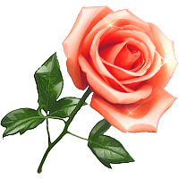 Роза розовая раскрывшаяся