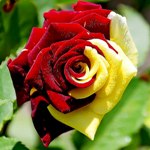 Красно-жёлтая роза