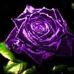 Красивая фиолетовая роза