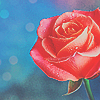 Красная роза на голубом фоне с бликами