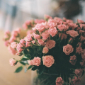 Светло-розовые розы в вазе