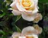 Белые розы отражаются воде
