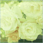 Белые розы изящны