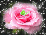 Роза розовая с зеленой бабочкой