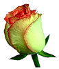 Трехцветный бутон розы