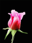 Розовый бутон, цветок роза