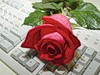 Красную розу положили на клавиатуру
