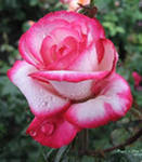 Роза-красавица