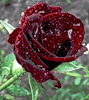 Роза темная