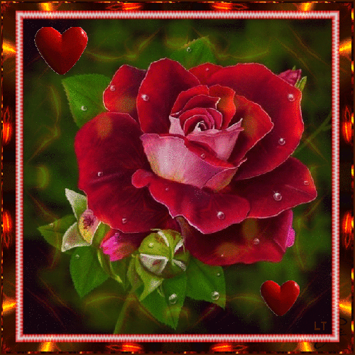 Шикарная роза с каплями росы и бьющимися сердечками