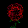 Распускающаяся роза