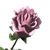 Розовая распускающаяся роза
