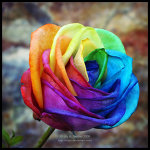 Роза с разноцветными лепестками