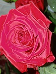 Красная роза с неполностью распущенными лепесткам