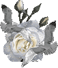 Роза белая большая