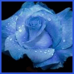 Голубая роза в капельках росы