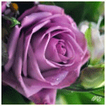 Распустившаяся фиолетовая роза