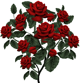 Ветка розового куста, украшенная розами