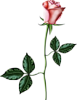 Розовая роза в бутоне
