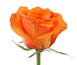 Прекрасная оранжевая роза