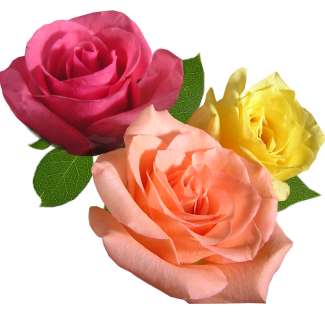 Три яркие разноцветные розы