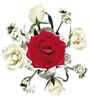Красная роза в обрамлении белых цветов