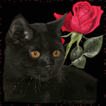 Черный кот с красной розой