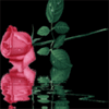 Роза в воде