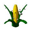 Кукурузка-попкорн