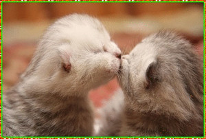  <b>Котики</b> целуются 