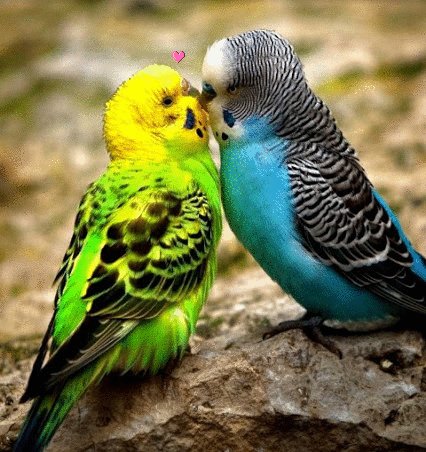 Попугайчиуи целуются