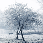  Деревья в <b>снегу</b> 