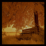 Скамейка под деревом