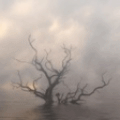  <b>Дерево</b> в тумане 