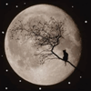 Дерево на луне