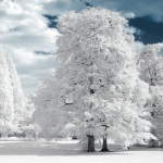 Деревья стоят, утопая в снегу
