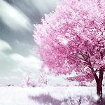 Розовое дерево под снегом
